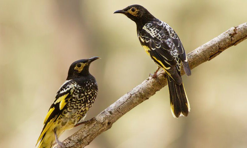 پرندوں کی 1409 اقسام معدومیت کے خطرے سے دوچار