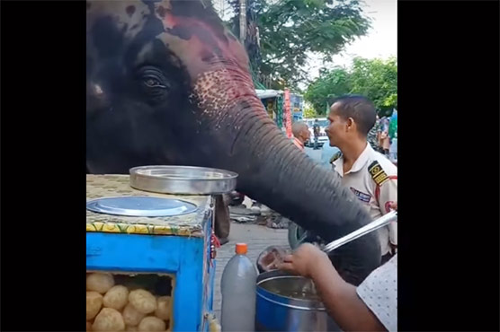 بھارت میں ہاتھی کی گول گپے کھانے کی ویڈیو وائرل