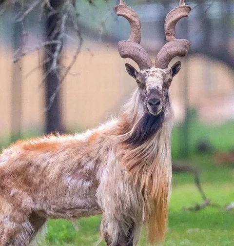 صحرا کہ گلستاں مارخور رواں دواں