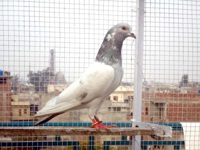 بھارت میں پکڑا گیا "چینی جاسوس کبوتر" 8 ماہ بعد بے گناہ قرار