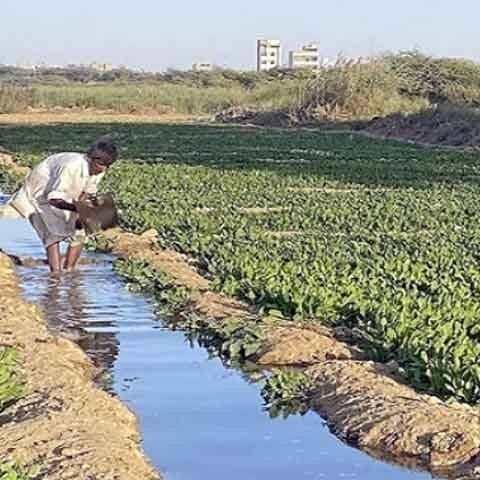 آلودہ پانی سے کاشتکاری روکنے میں محکمے ناکام، شہری بیماریوں کا شکار ہونے لگے