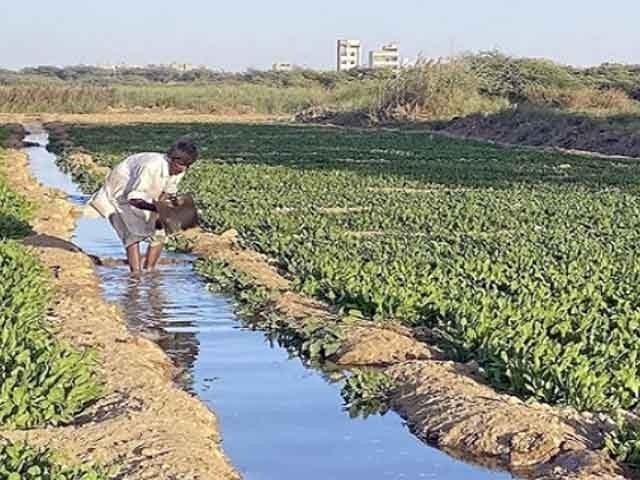 آلودہ پانی سے کاشتکاری روکنے میں محکمے ناکام، شہری بیماریوں کا شکار ہونے لگے