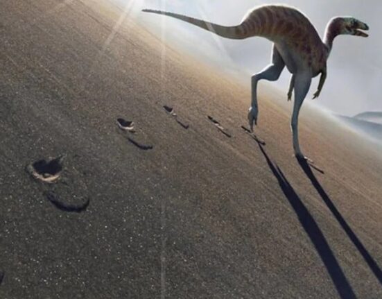 برازیل میں ملے قدموں کے نشان سے ڈائناسور کی نئی نسل دریافت