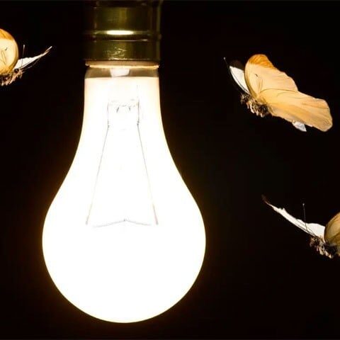 پتنگے مصنوعی روشنی پر کیوں منڈلاتے ہیں؟