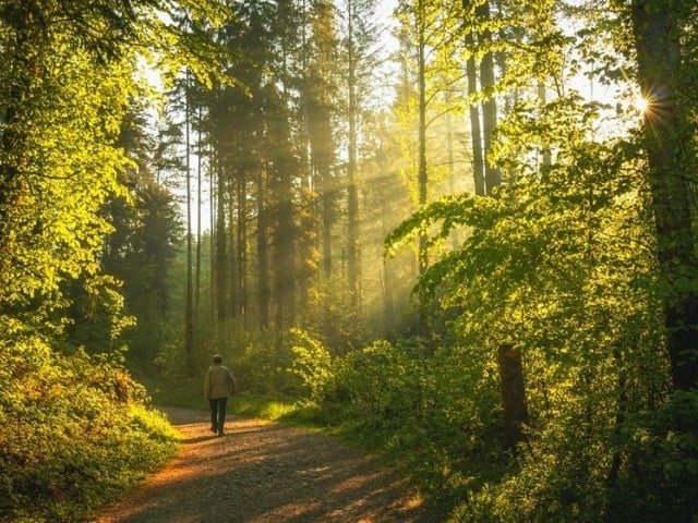 ْقدرتی ماحول میں چہل قدمی دماغی افعال کیلئے زیادہ مفید ہے، تحقیق