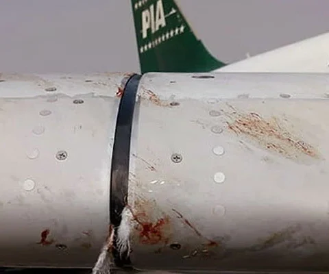 کراچی ایک دن میں PIA کے 2 جہازوں سے پرندے ٹکرا گئے