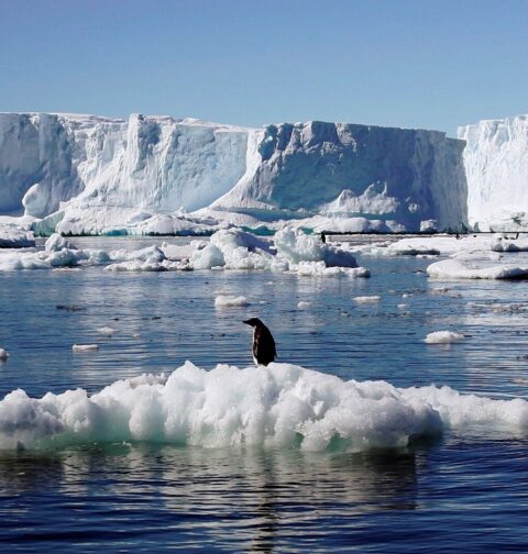 موسمیاتی تغیر کے سبب اینٹارکٹیکا کے نصف سے زائد جاندار ناپید ہوسکتے ہیں