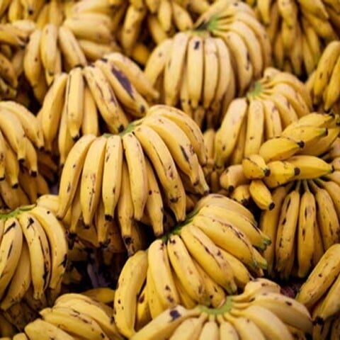 عالمی سطح پر کیلے کی پیداوار شدید خطرے سے دوچار