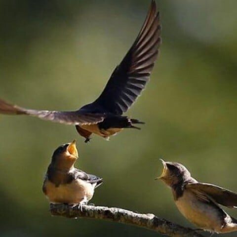 دنیا بھر میں پرندوں کی آبادی میں مسلسل کمی