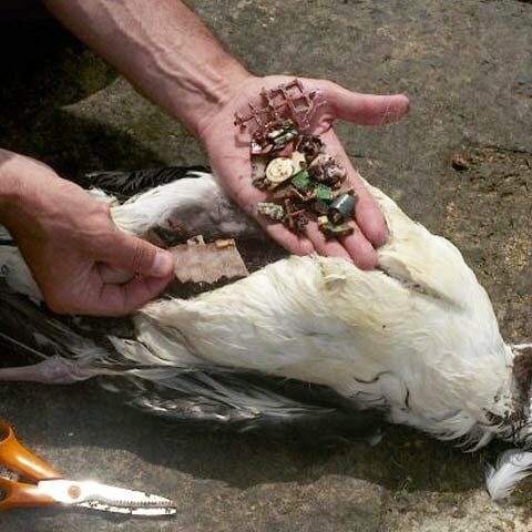 پلاسٹکوسِس پلاسٹک سے متاثرہ پرندوں کے مرض کا نیا نام قرار