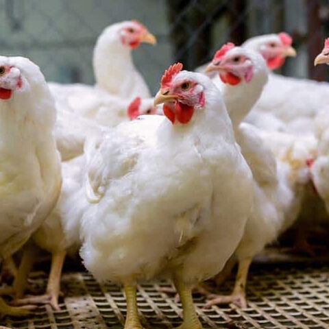 چکن کی قیمت میں 20 روپے فی کلو کمی