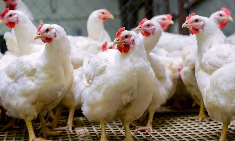 چکن کی قیمت میں 20 روپے فی کلو کمی