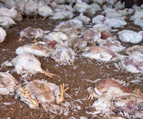 کراچی، مردہ مرغیاں سپلائی کرنیوالے 3 ملزمان گرفتار