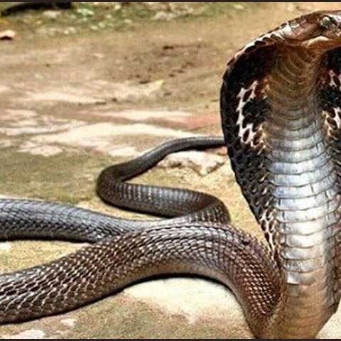 آٹھ سالہ بچے کے کاٹنے سے کوبرا ہلاک