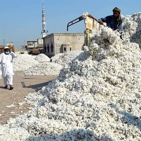 رواں سال کپاس کی دگنی پیداوار حاصل ہوئی، کاٹن جنرز ایسوسی ایشن