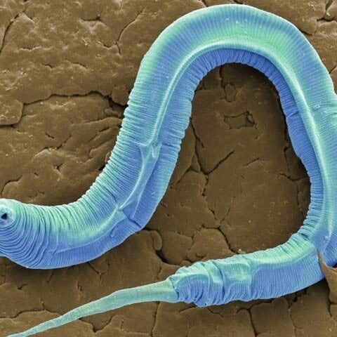 بلڈ پریشر کی عام دوا نے کیچووں میں بڑھاپے کو سست کردکھایا