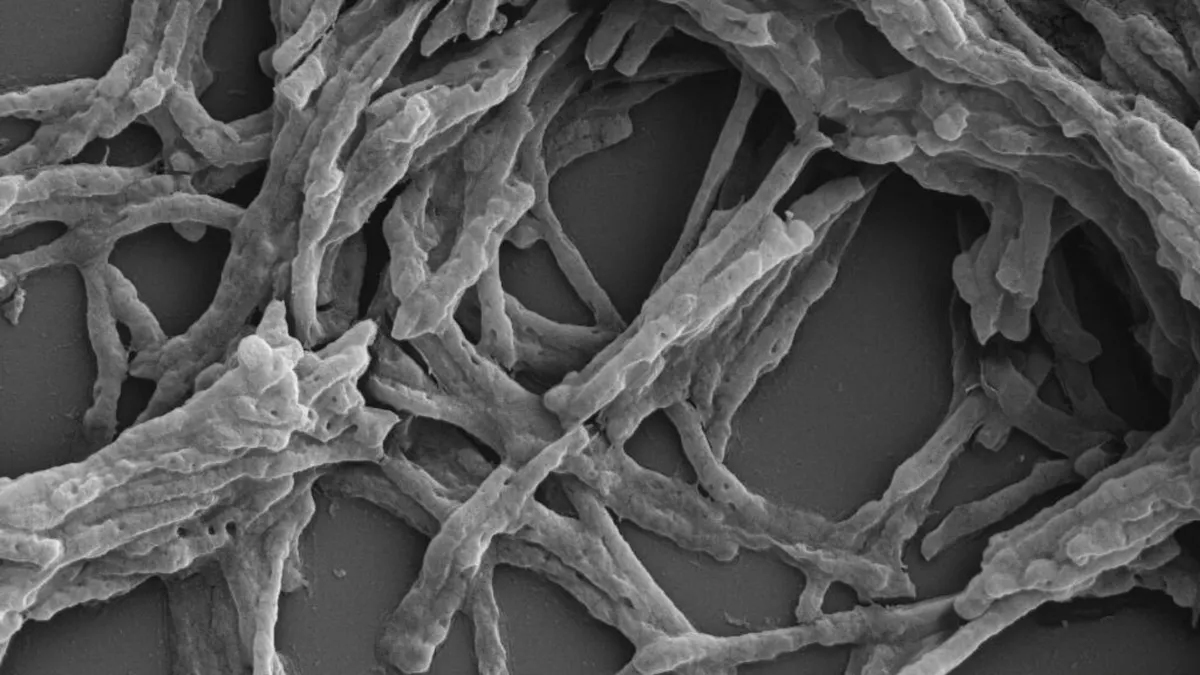 ہوا سے بجلی بنانے والا خامرہ دریافت