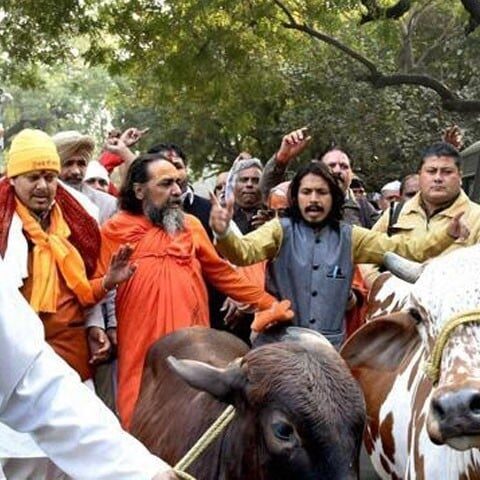 مودی سرکار میں گائے انسانوں سے زیادہ اہم، 8 برسوں میں 894 مسلمان قتل