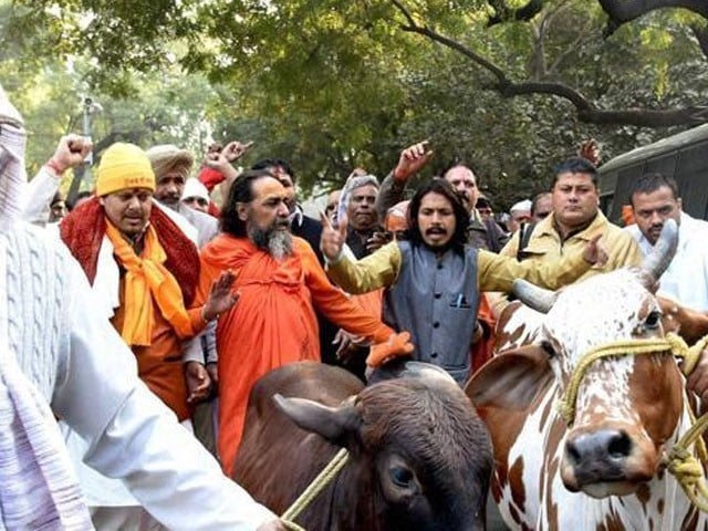 مودی سرکار میں گائے انسانوں سے زیادہ اہم، 8 برسوں میں 894 مسلمان قتل