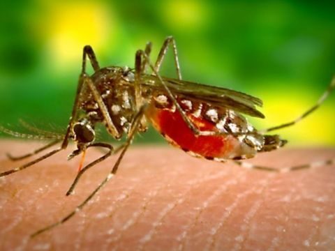 پودوں کے جزو سے بنا اسپرے آپ کو مچھروں سے اوجھل کرسکتا ہے