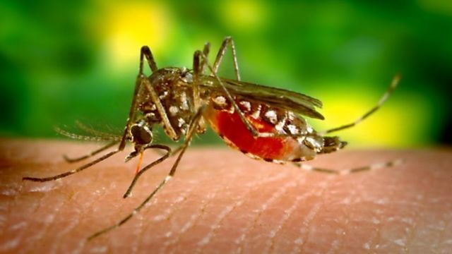 پودوں کے جزو سے بنا اسپرے آپ کو مچھروں سے اوجھل کرسکتا ہے
