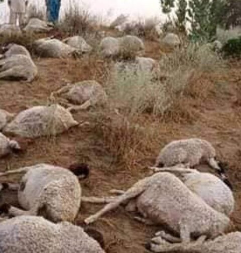 کلورکوٹ زہریلے گندم کے کھیت کو چرنے پر 60 سے زائد بھیڑیں ہلاک