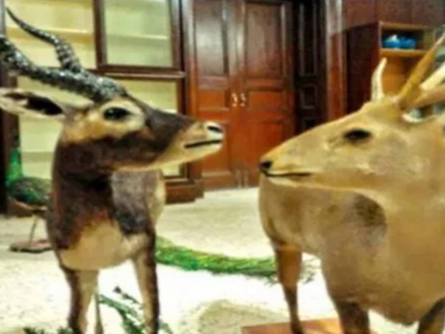 حنوط شدہ قیمتی جانور اور تصاویر کا خزانہ سندھ وائلڈ لائف میوزیم