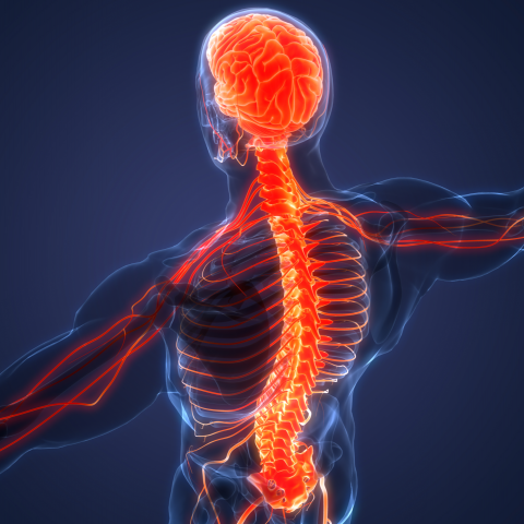 ریڑھ کی ہڈی میں چوٹ لگنے سے مفلوج افراد کے علاج میں پیش رفت