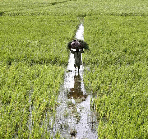 ایس آئی ایف سی کی تعاون سے پاکستان میں آسٹریلوی زرعی مہارت کا نفاذ