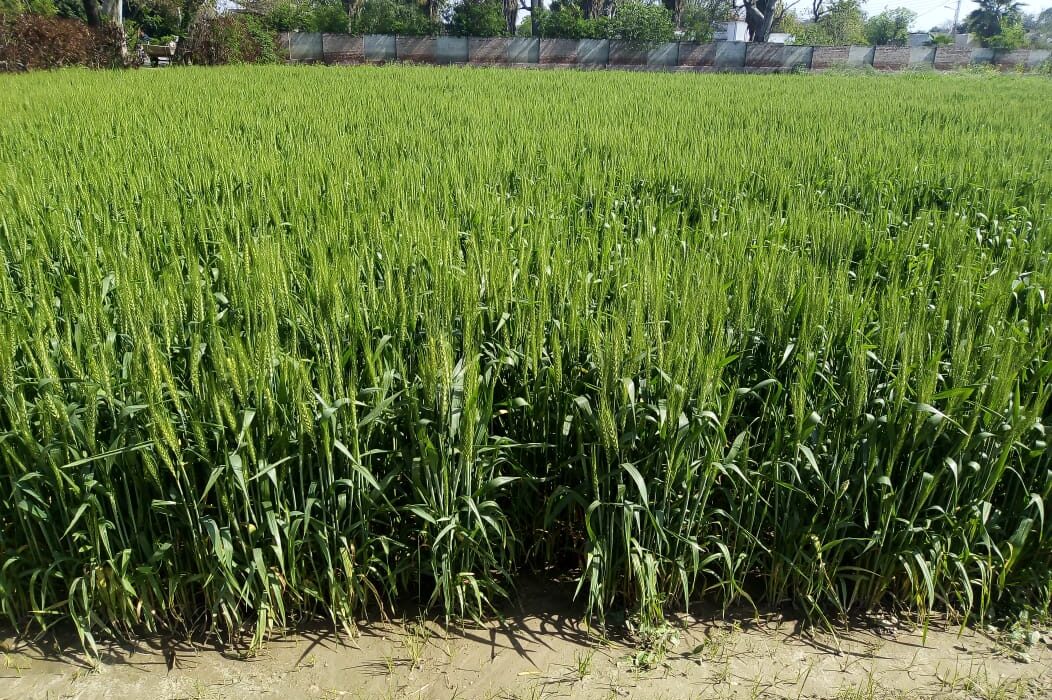 انسانی فضلے سے بنی کھاد فصل اگانے کے لیے نقصان دہ نہیں