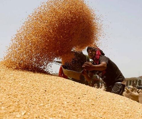 پنجاب میں گندم کی قلت نہیں ہے محکمۂ خوراک پنجاب