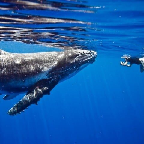 سائنسدانوں کا وہیل سے 20 منٹ تک گفتگو کرنے کا دعویٰ