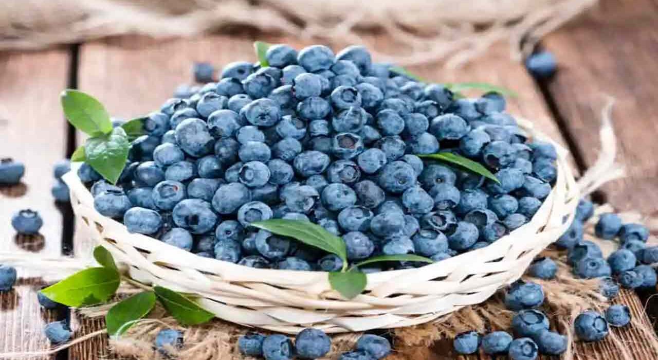 جنگلی بلیو بیری بھی سپرفوڈ سے کم نہیں